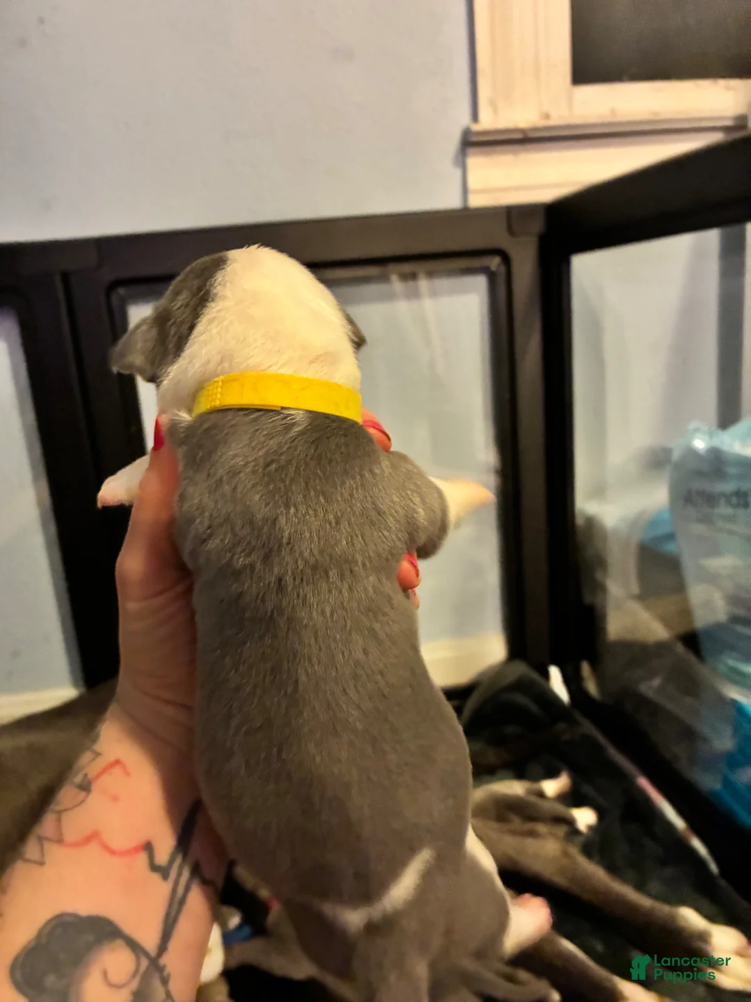 Gallery Image {{count}}