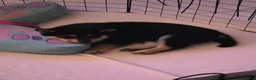 Shiba Inu dogs for sale: Shiba Inu 1 - Ad 10