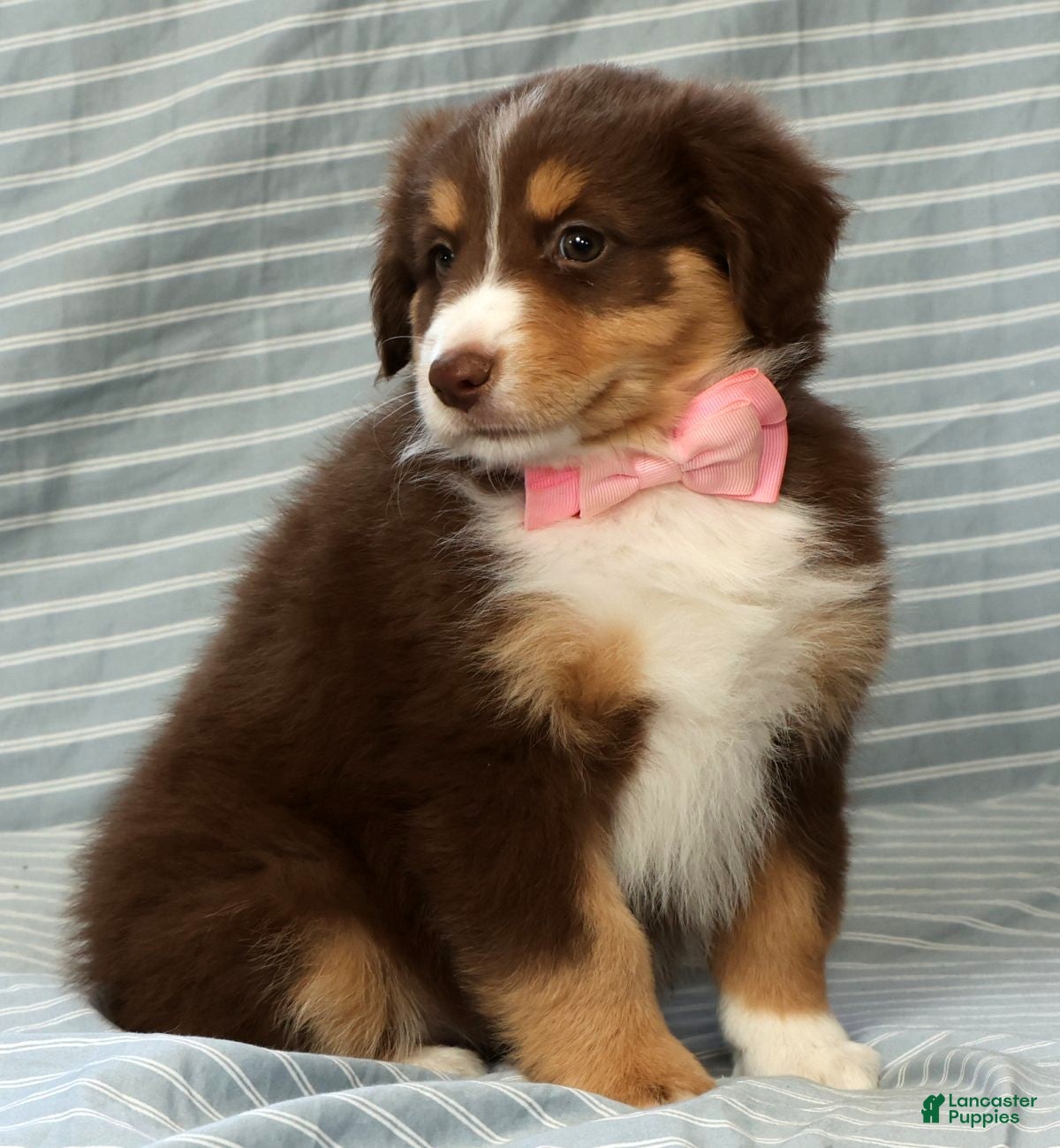Australian Shepherd dogs for sale: Pearl - Ad 8