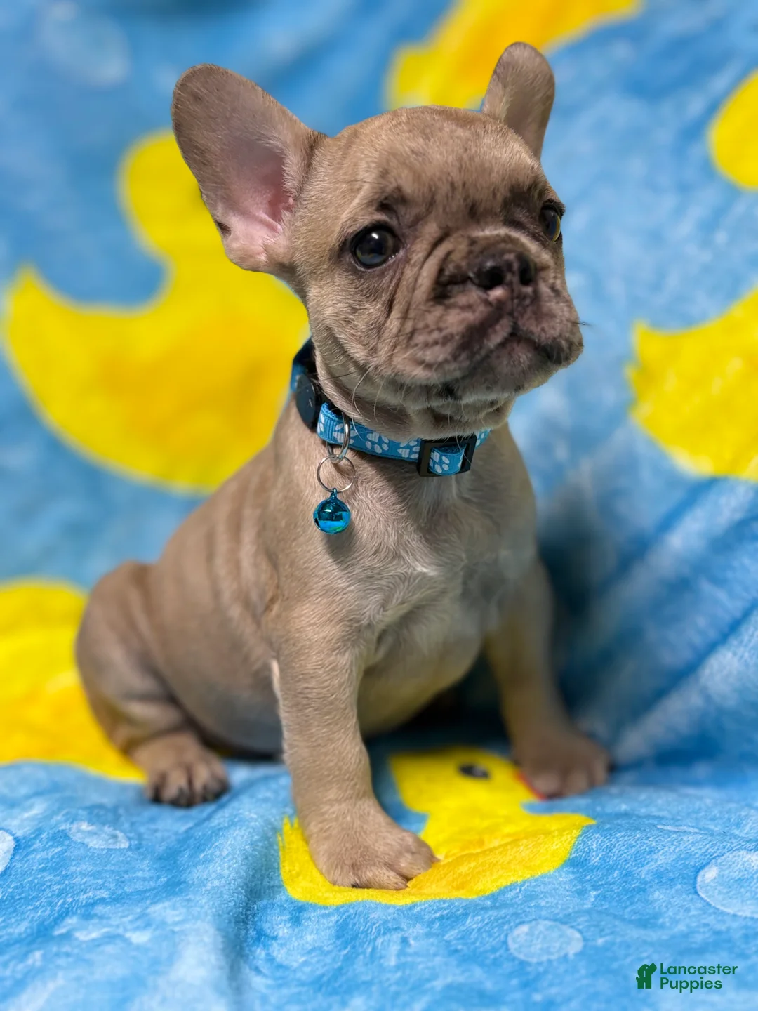 French Bulldog dogs for sale: GIORGI - Ad 2