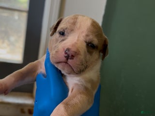 American Bully dogs - Ad 24