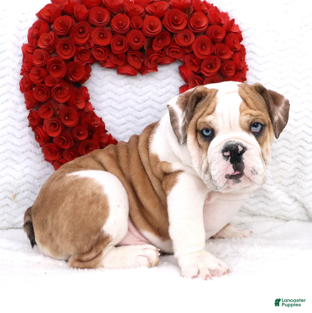 English Bulldog dogs for sale: Brutus - Ad 3