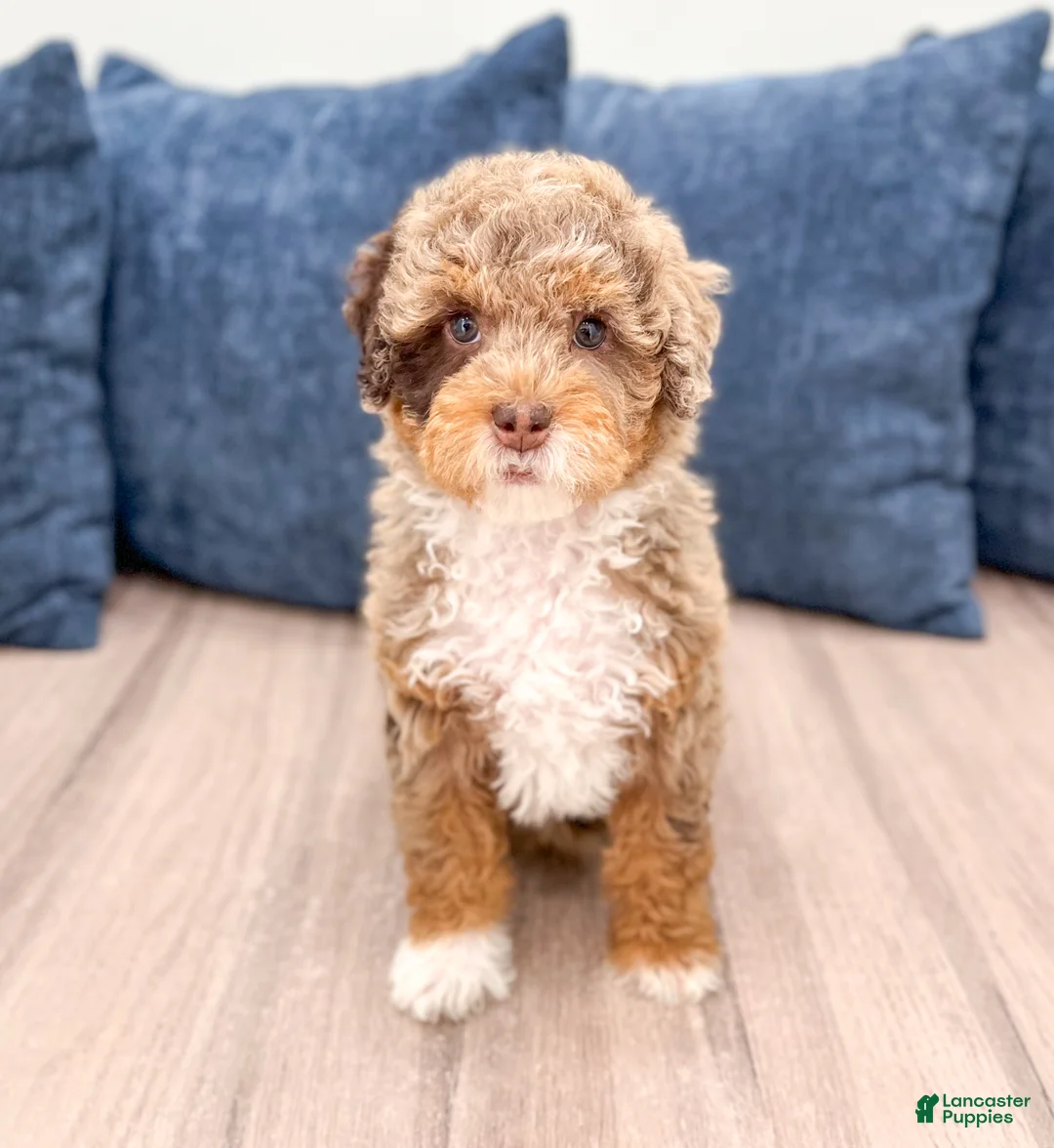 Mini Goldendoodle dogs for sale: Kisses - Ad 1