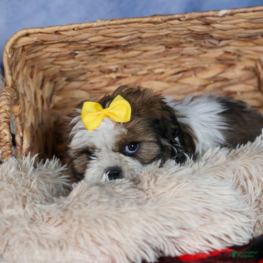 Shih Tzu dogs for sale: MICKEY - Ad 10