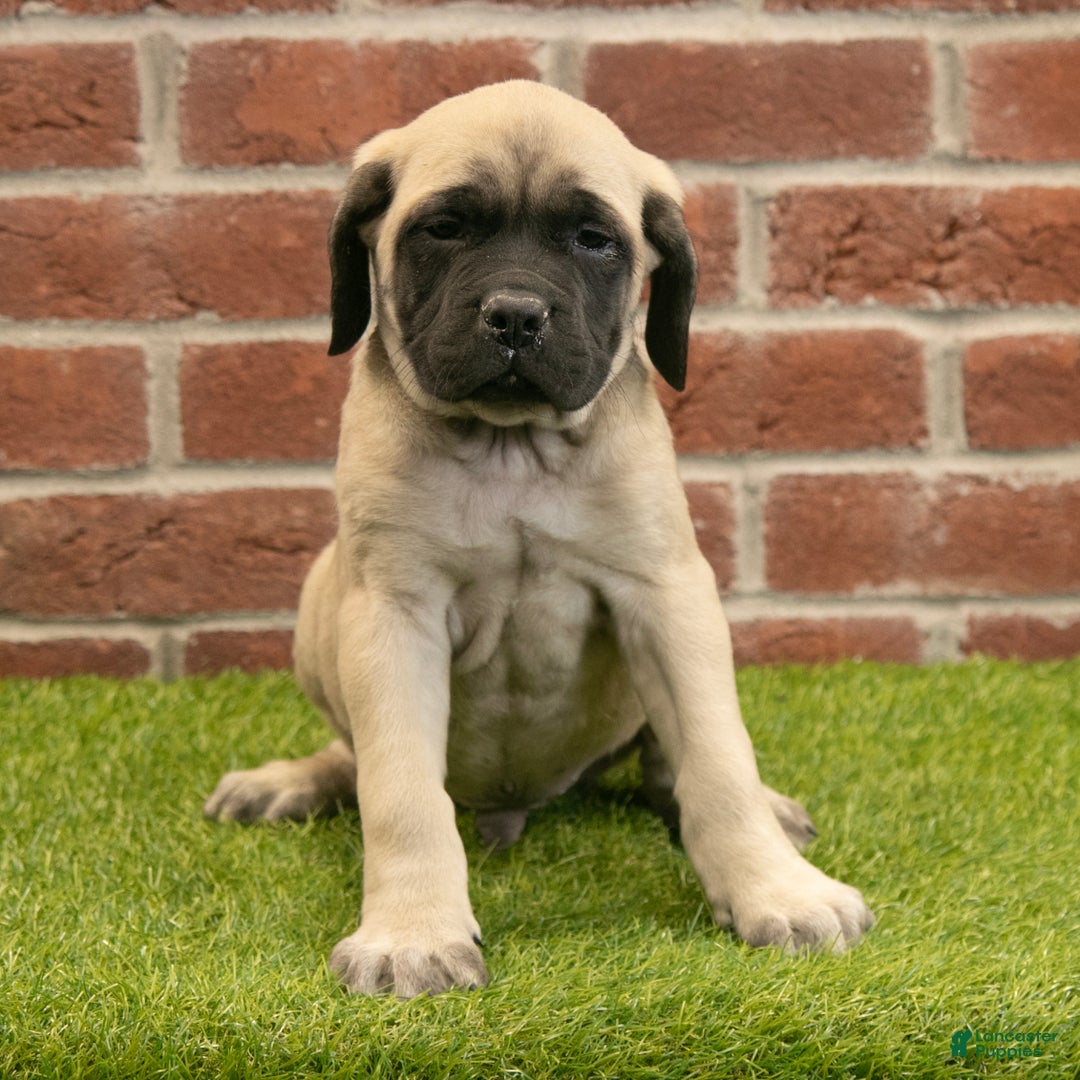 English Mastiff dogs for sale: Alex - Ad 3