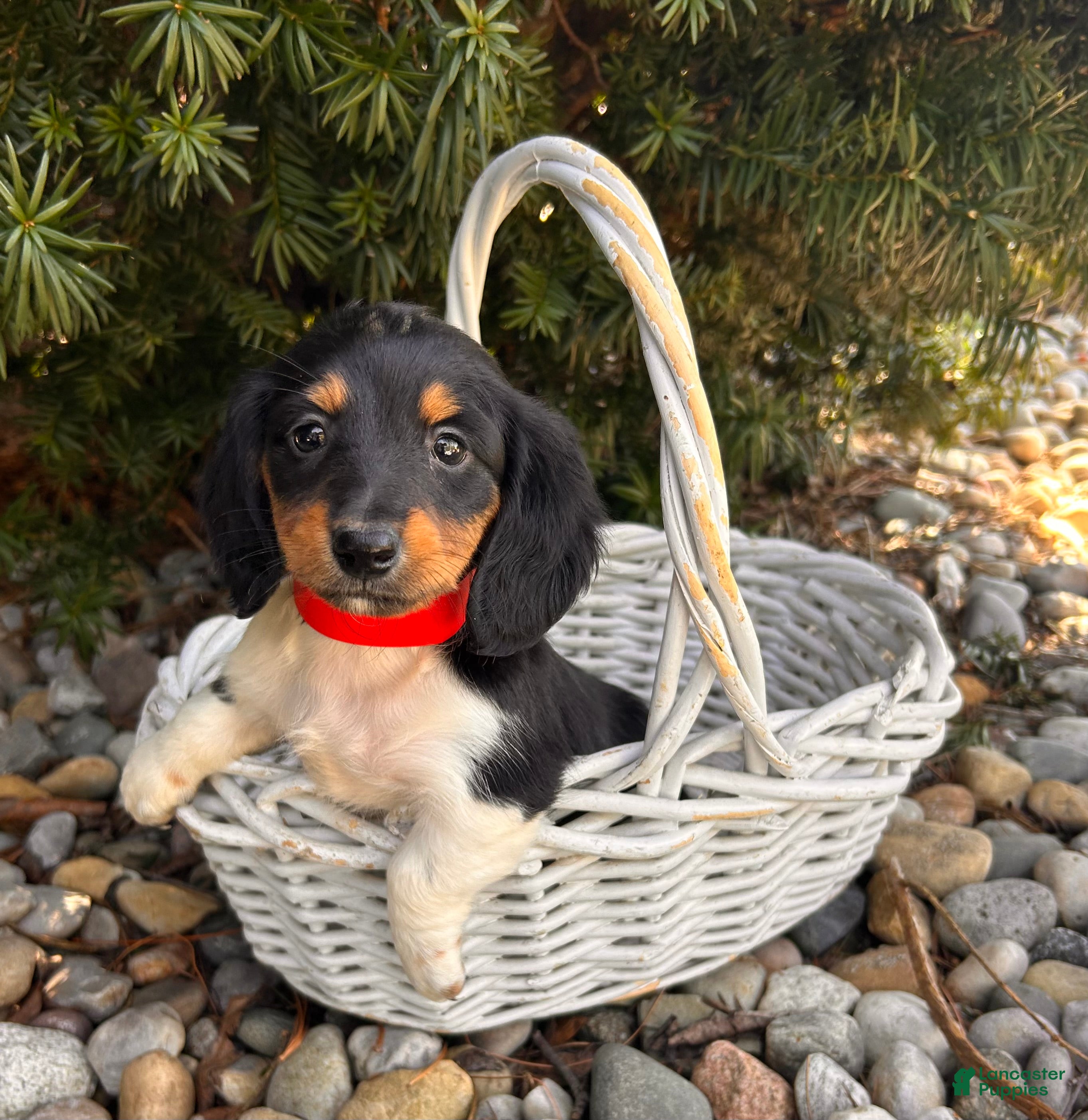 Dachshund dogs Clementine - Ad 2