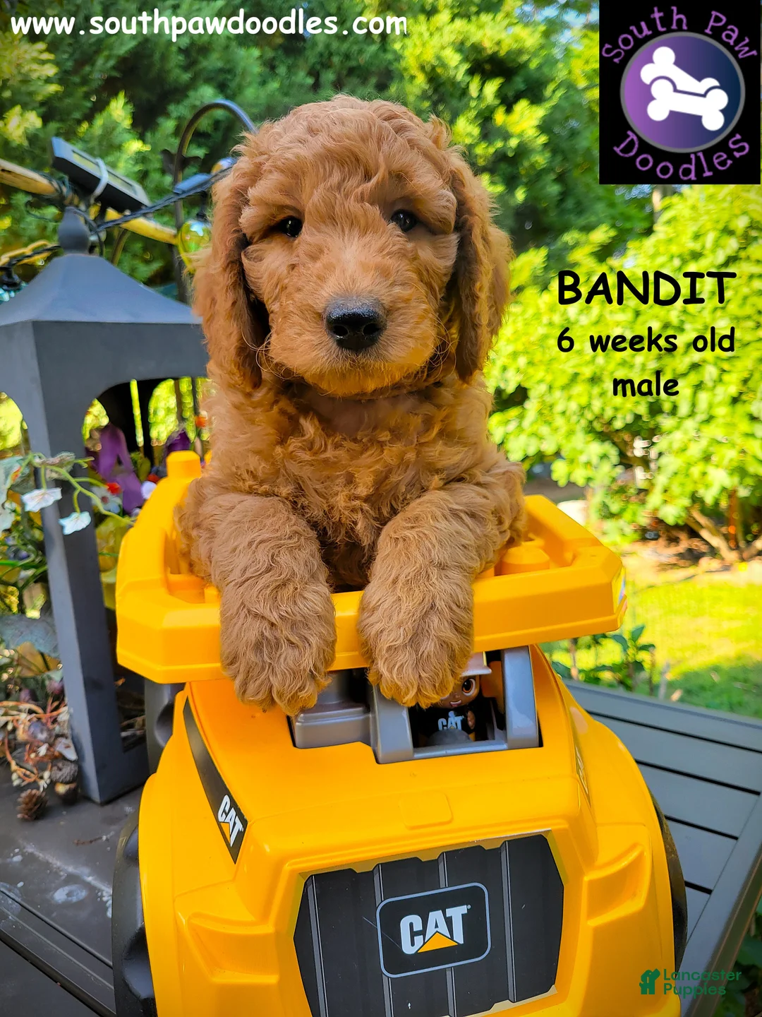 Goldendoodle dogs for sale: Bandit - Ad 2