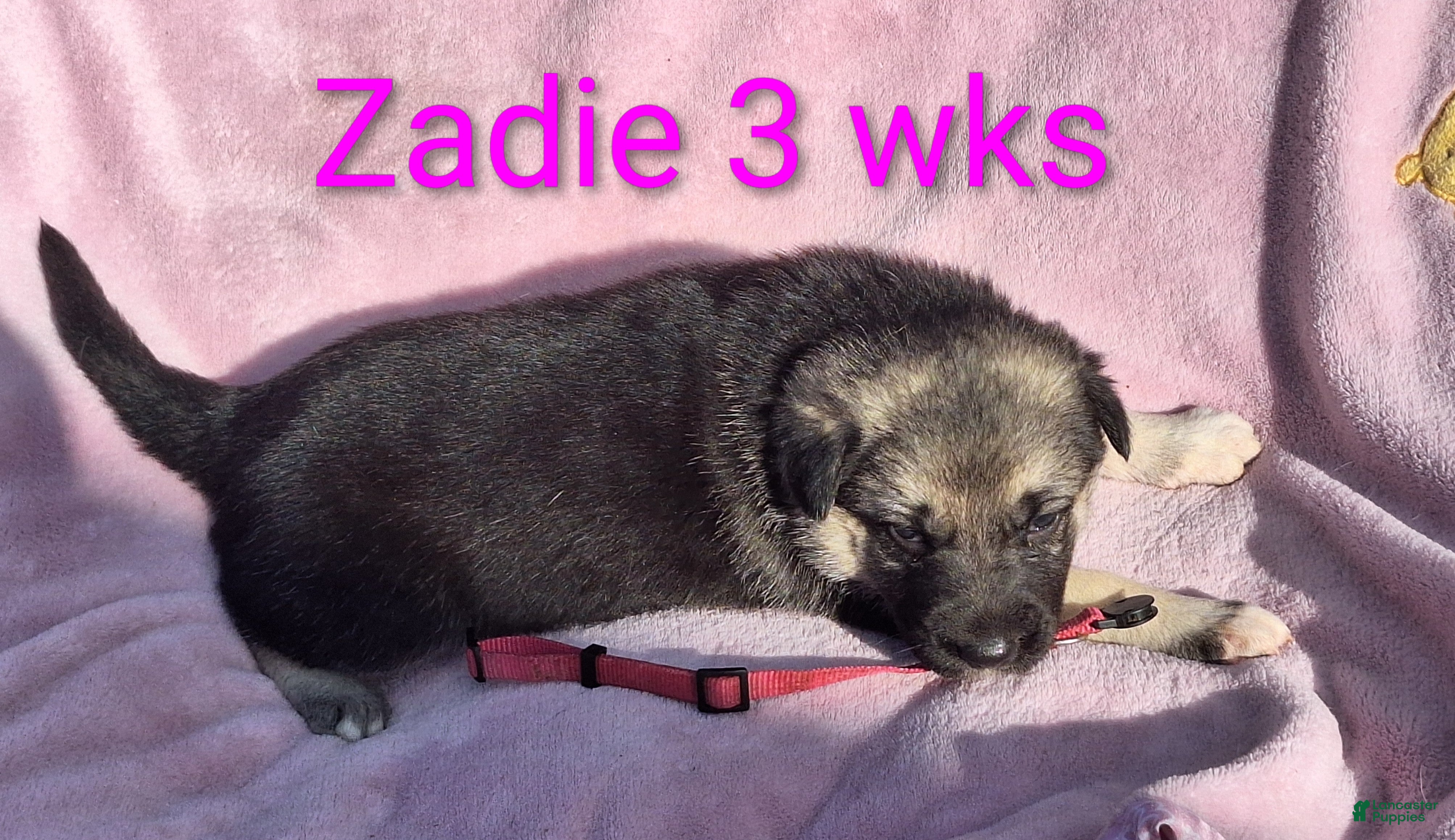 German Shepherd dogs Zadie - Ad 1
