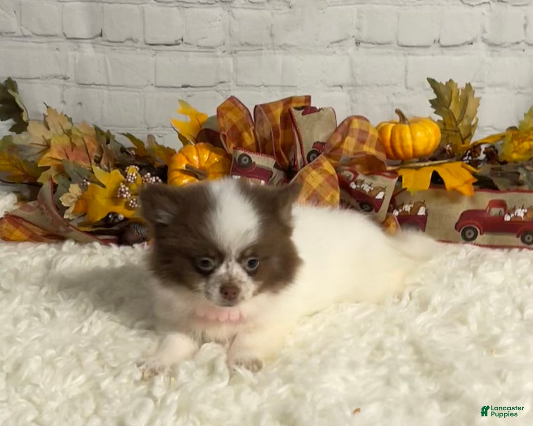 Chihuahua dogs for sale: Chihuahua Puppy 2 - Ad 5