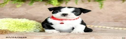 Boston Terrier dogs for sale: Dixie - Ad 4