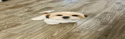 Shih Tzu dogs for sale: Shih Tzu 1 - Ad 2