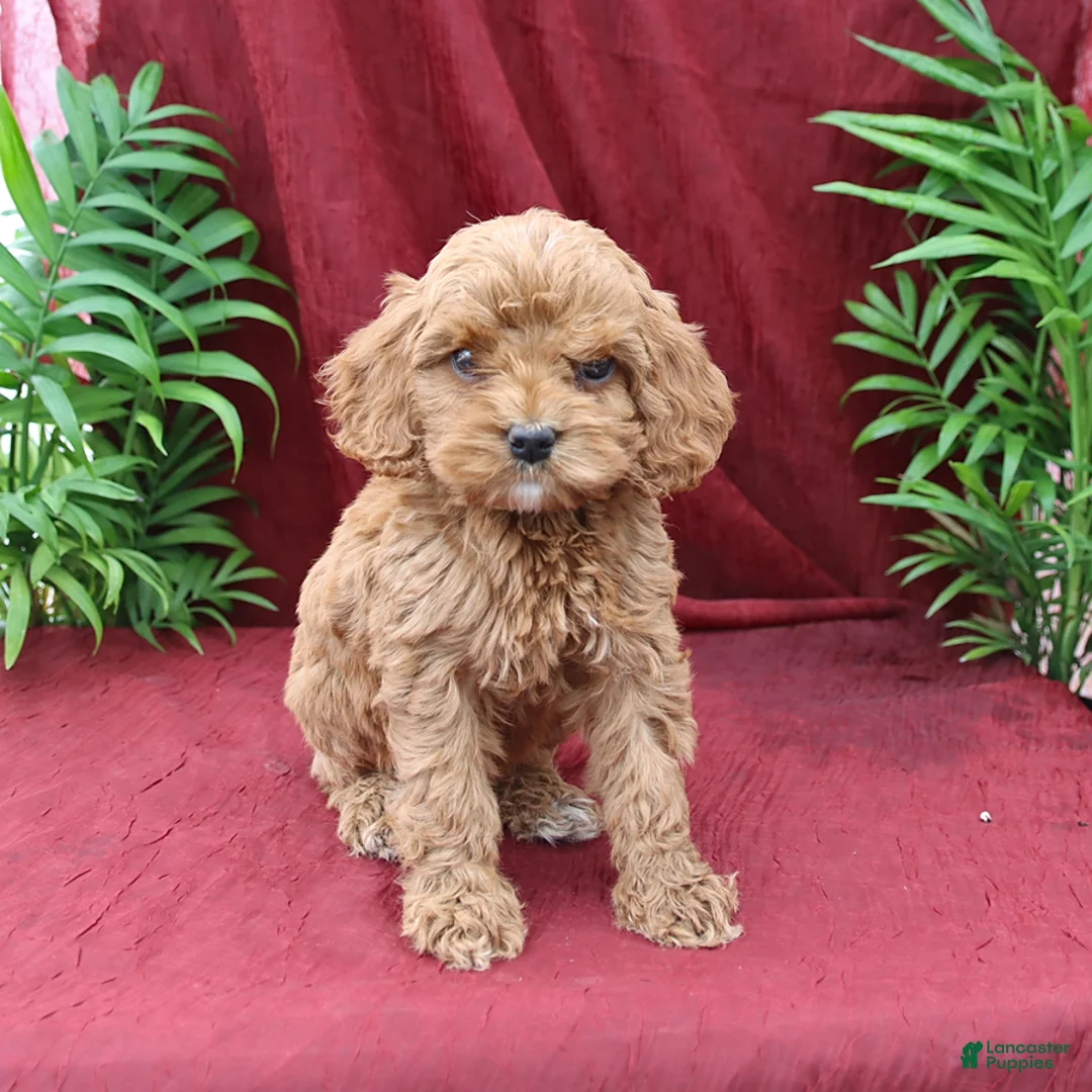 Cockapoo dogs for sale: Ava   - Ad 1