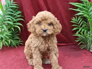Cockapoo dogs for sale: Ava - Ad 1