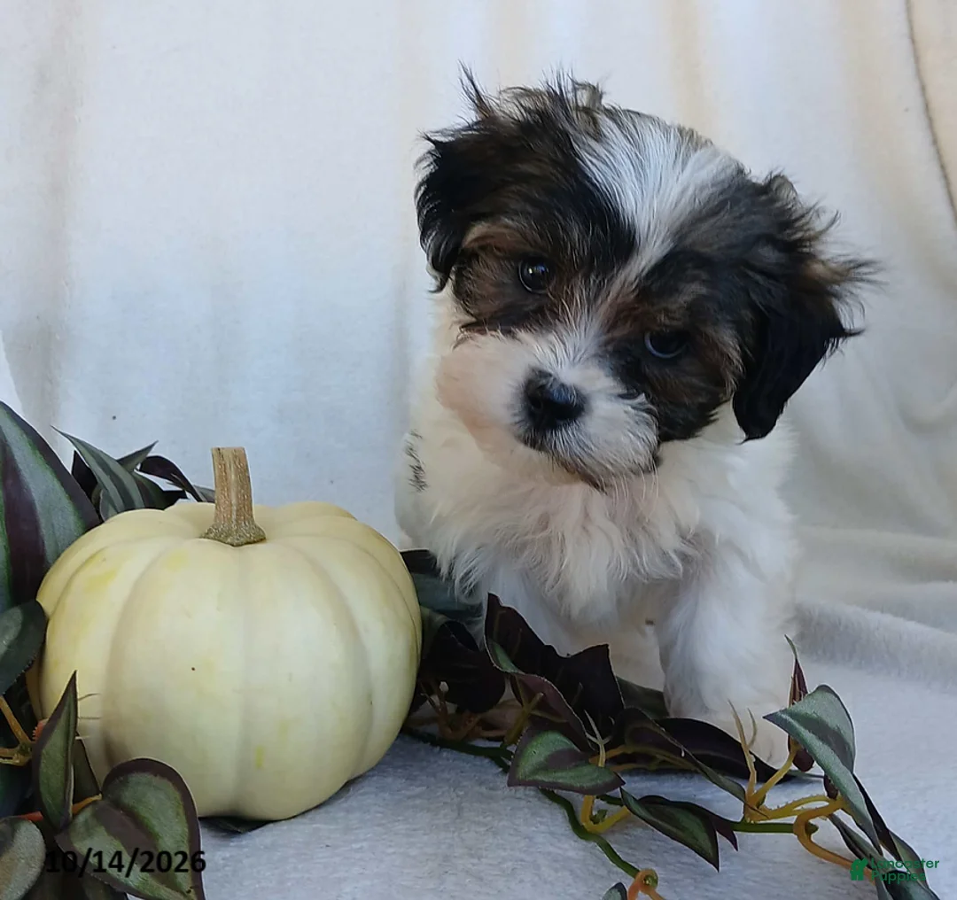 Teddy Bear dogs for sale: Keith - Ad 5