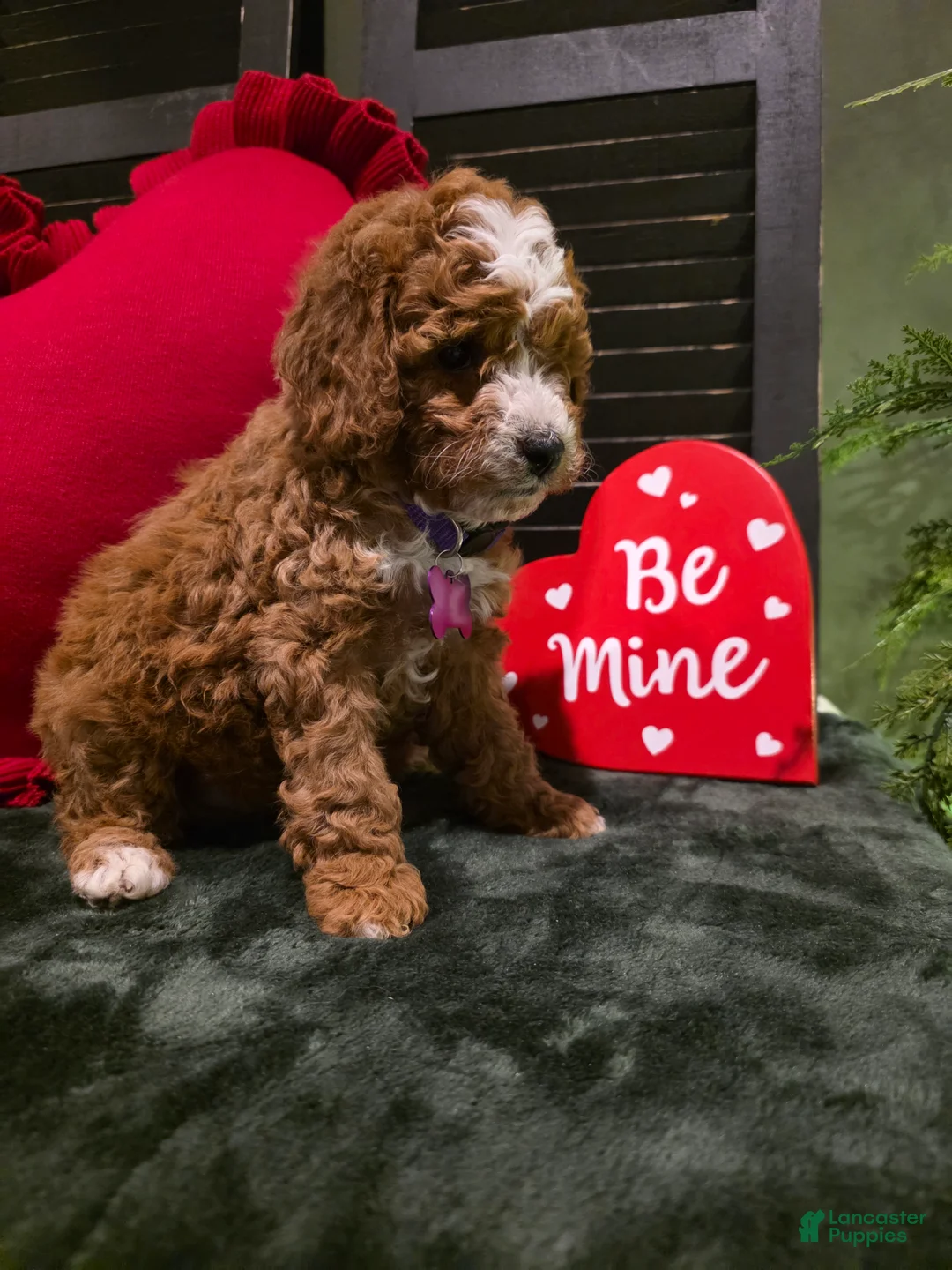 Mini Bernedoodle dogs for sale: Star - Ad 3