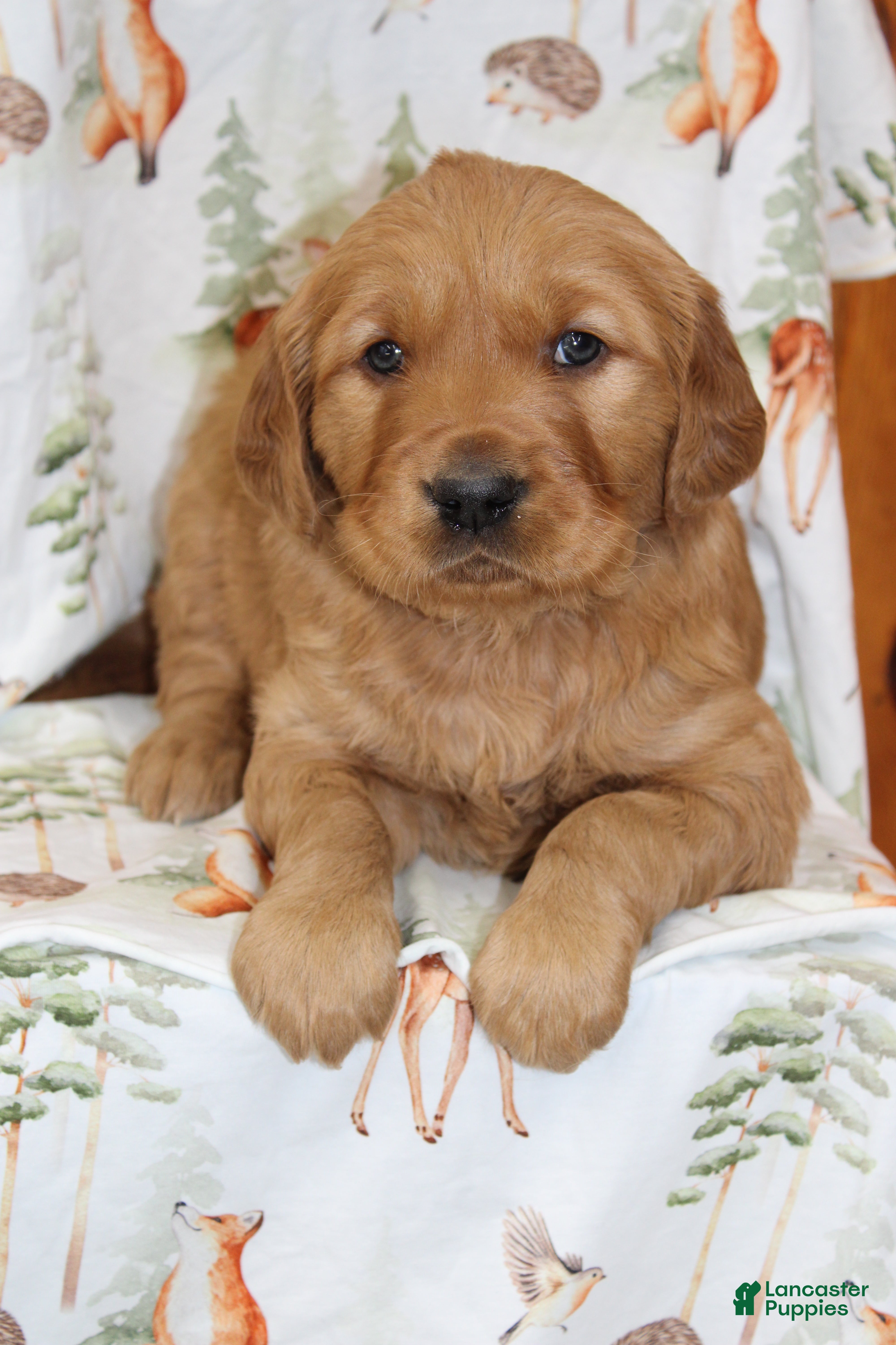 Golden Retriever dogs Copper - Ad 17