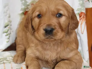 Golden Retriever dogs Copper - Ad 17