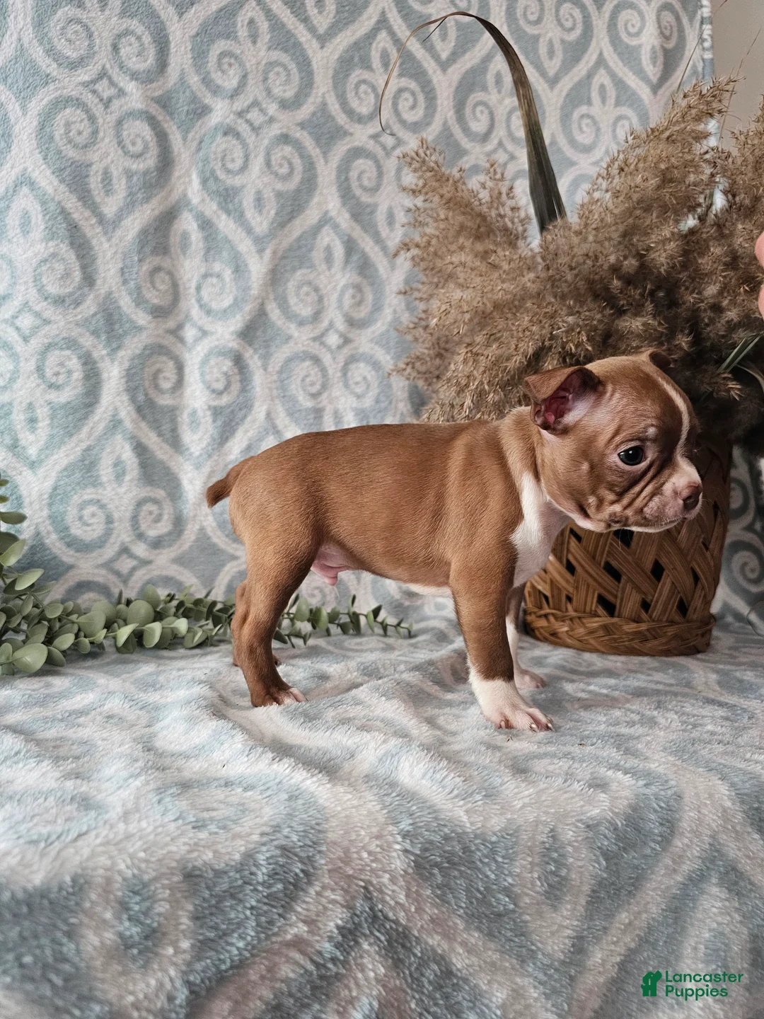 Boston Terrier dogs for sale: Jasper - Ad 2