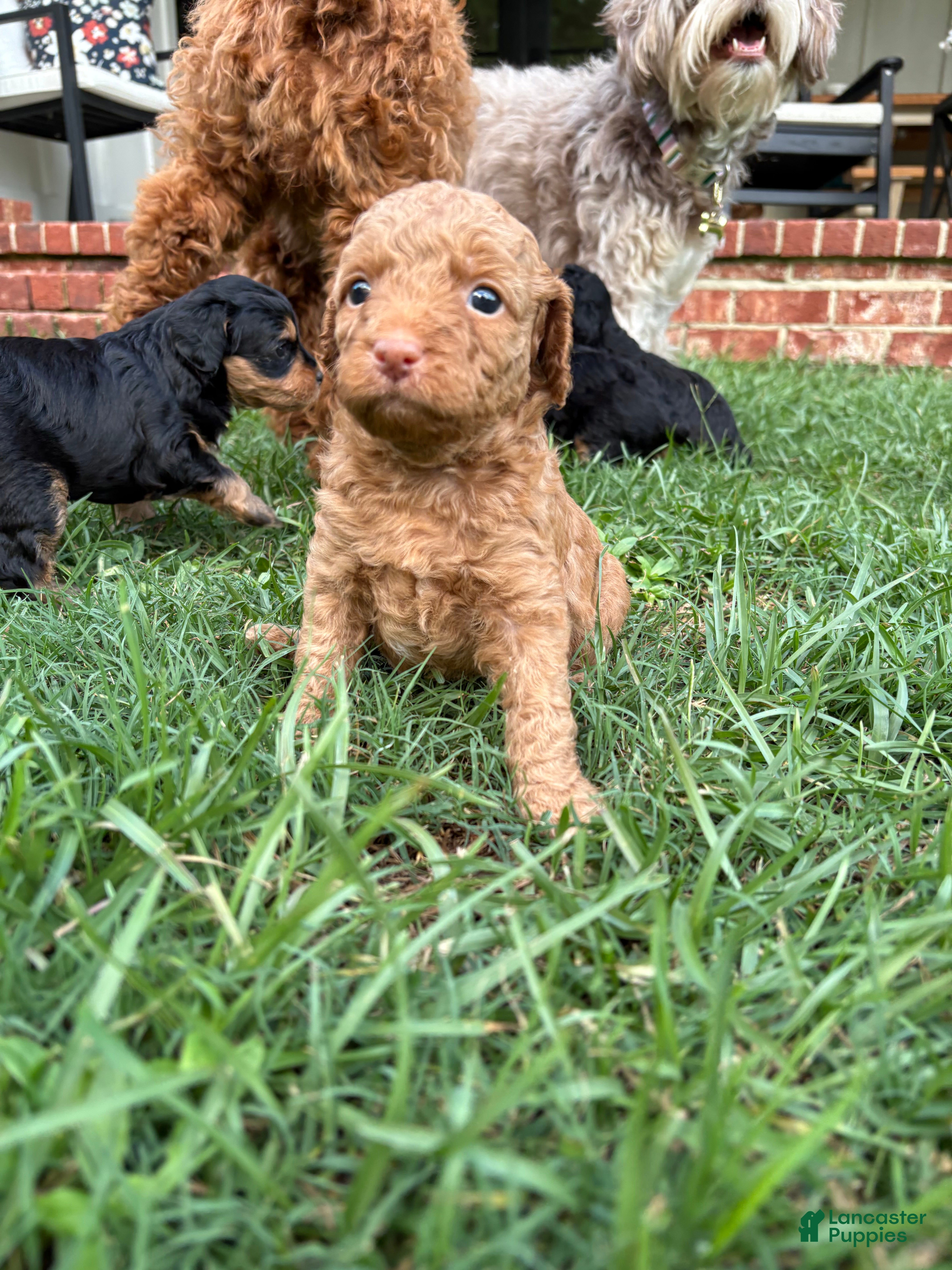Mini Aussiedoodle dogs Biscuit - Ad 1