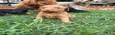 Biscuit