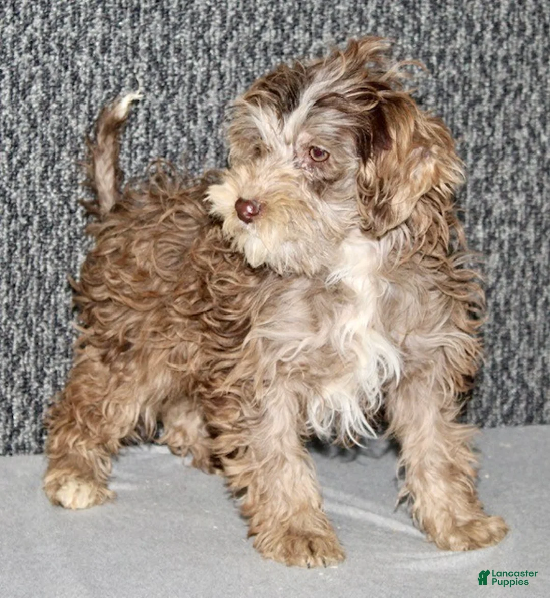 Mixed Breed dogs for sale: Olive - Ad 4