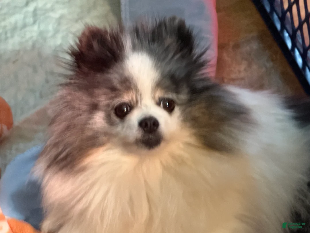 Pomeranian dogs for sale: Pomeranian Puppy 1 - Ad 2