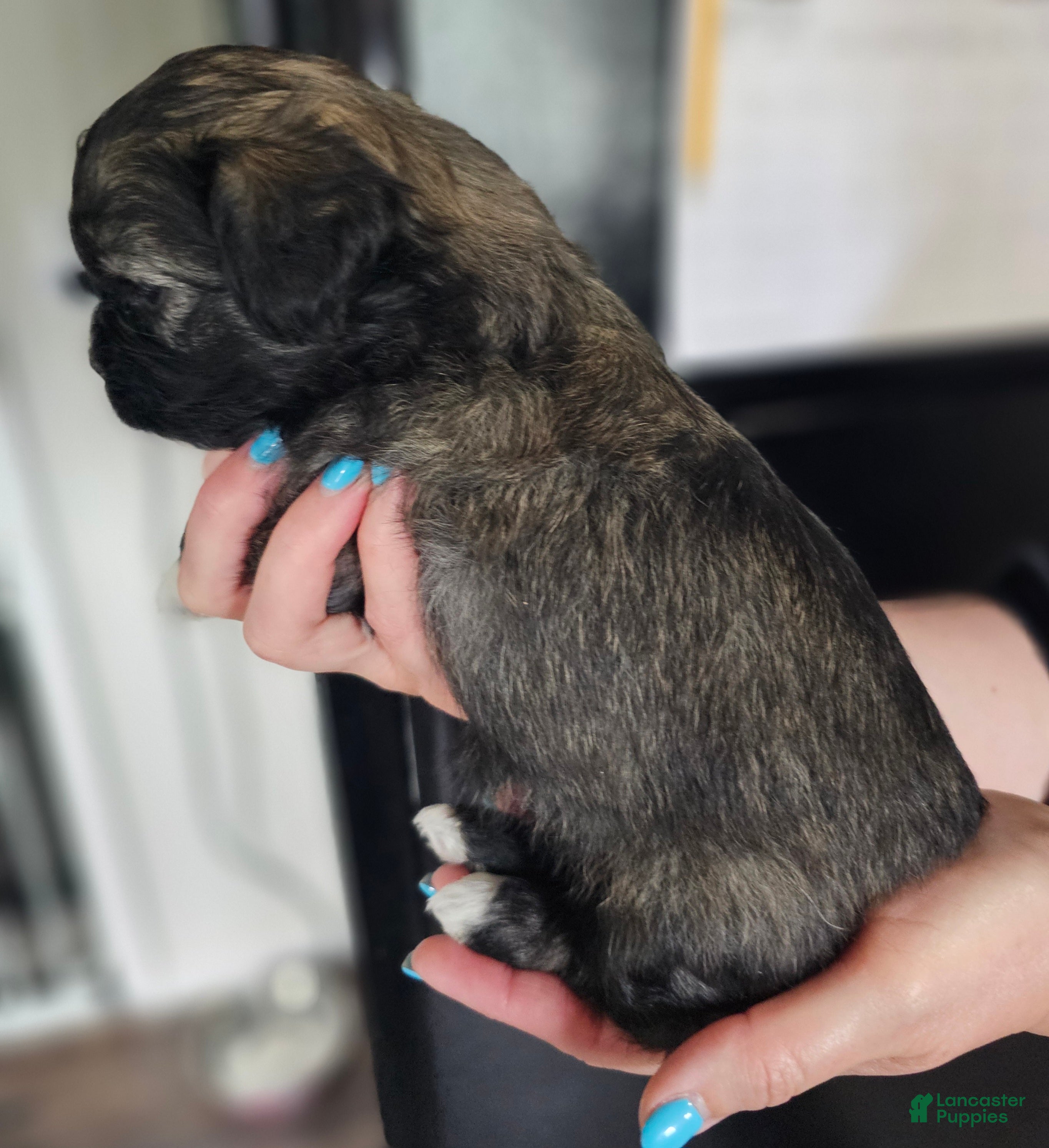 Teddy Bear dogs Sara - Ad 1