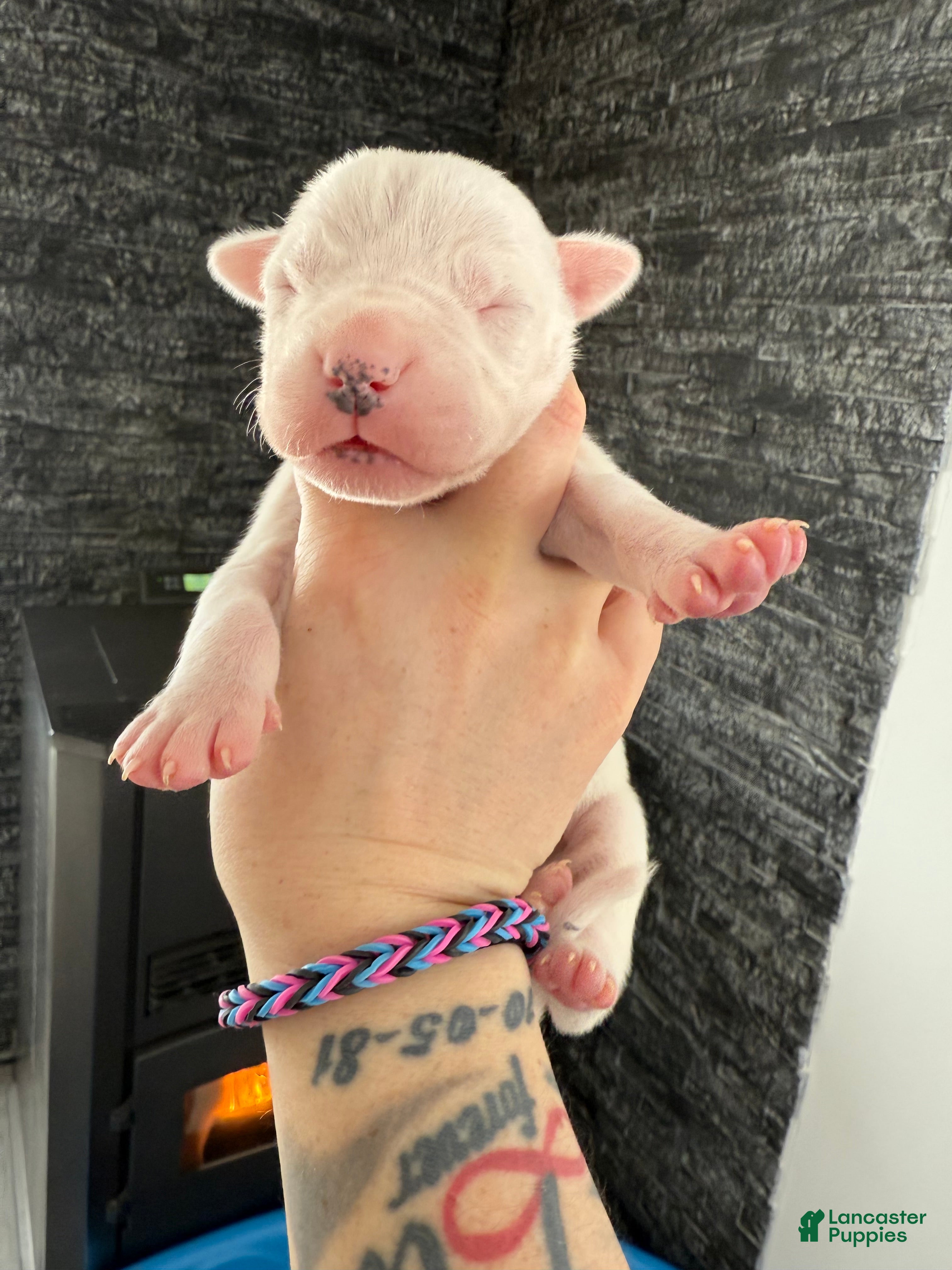 Dogo Argentino dogs Female with black spot  - Ad 4