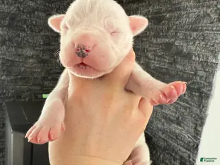 Dogo Argentino dogs Female with black spot - Ad 4