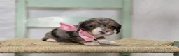 Miniature Dachshund dogs for sale: Bertha - Ad 1