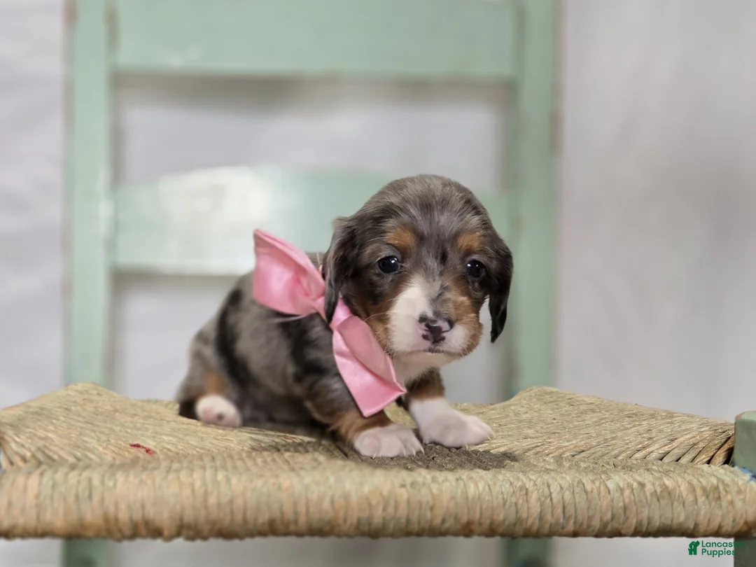 Miniature Dachshund dogs for sale: Bertha - Ad 1