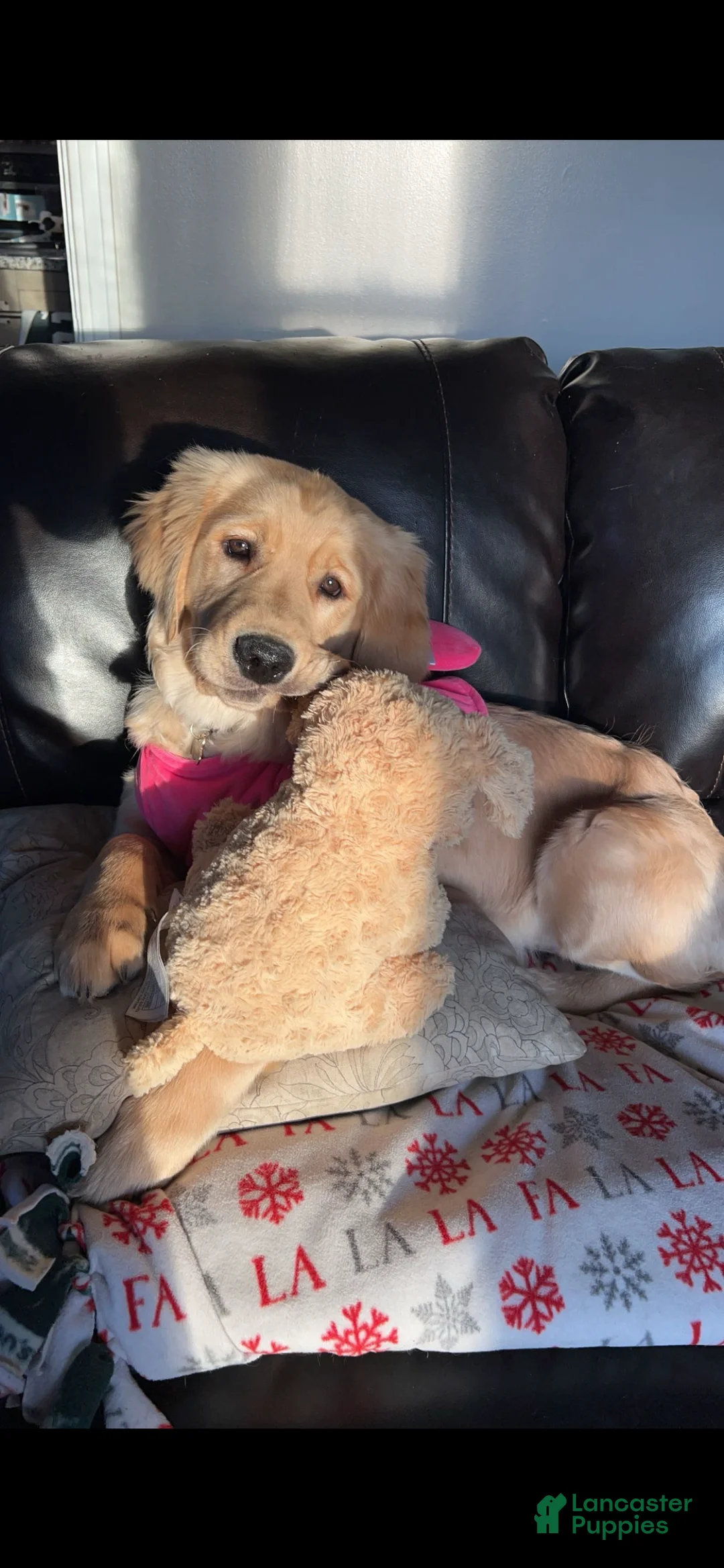 Golden Retriever dogs for sale: Golden Retriever Puppy 1 - Ad 3