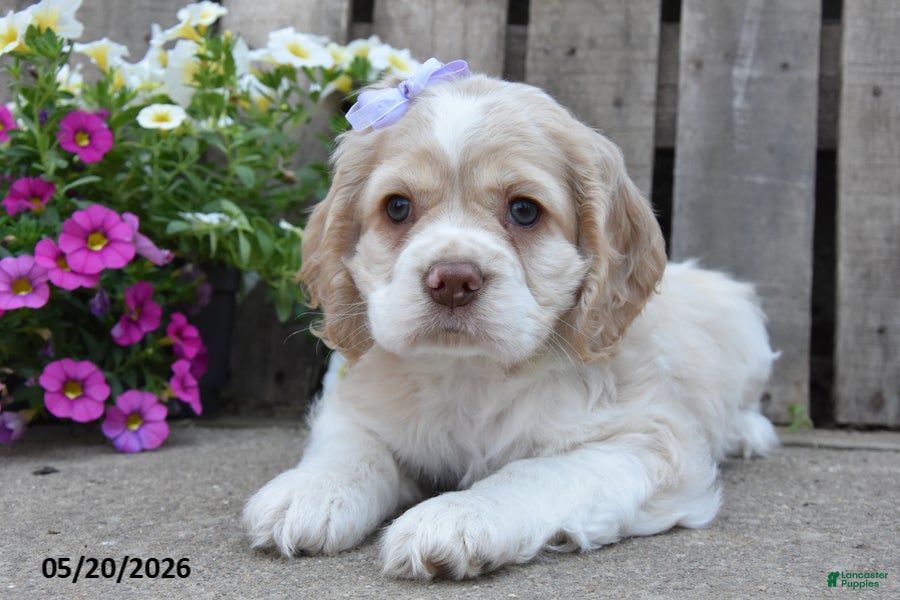 Cocker Spaniel dogs Daliah - Ad 2