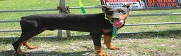 Doberman Pinscher dogs for sale: Doberman Pinscher Puppy 2 - Ad 6