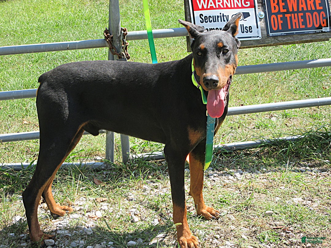 Doberman Pinscher dogs for sale: Doberman Pinscher Puppy 2 - Ad 6
