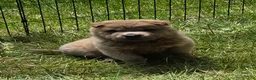 Shar Pei dogs for sale: Roman - Ad 25