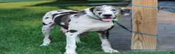 Great Dane dogs for sale: Tiffany - Ad 6