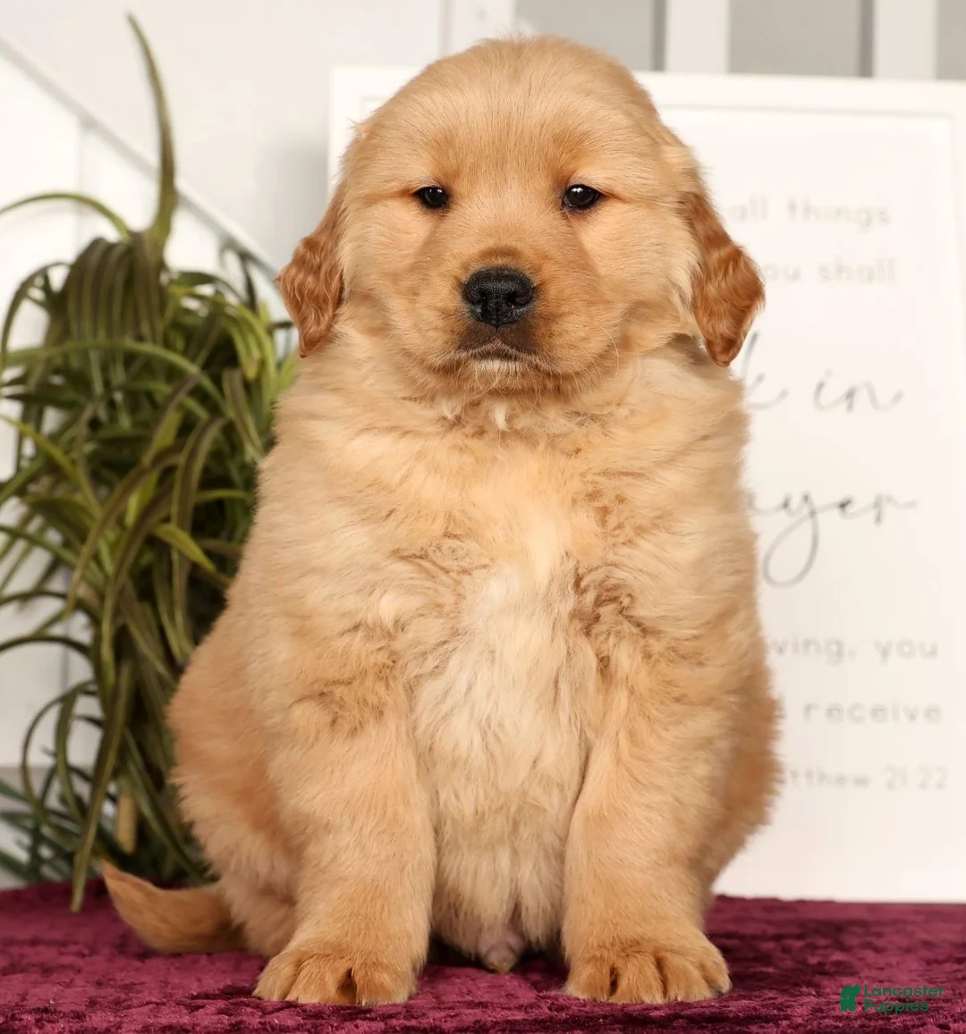 Golden Retriever dogs for sale: Rammy - Ad 1