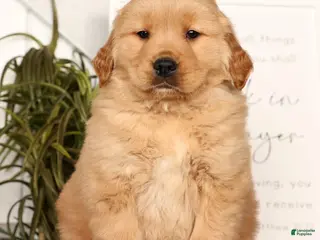 Golden Retriever dogs Rammy - Ad 19