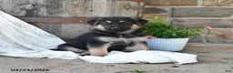 German Shepherd dogs for sale: Todd - Ad 4