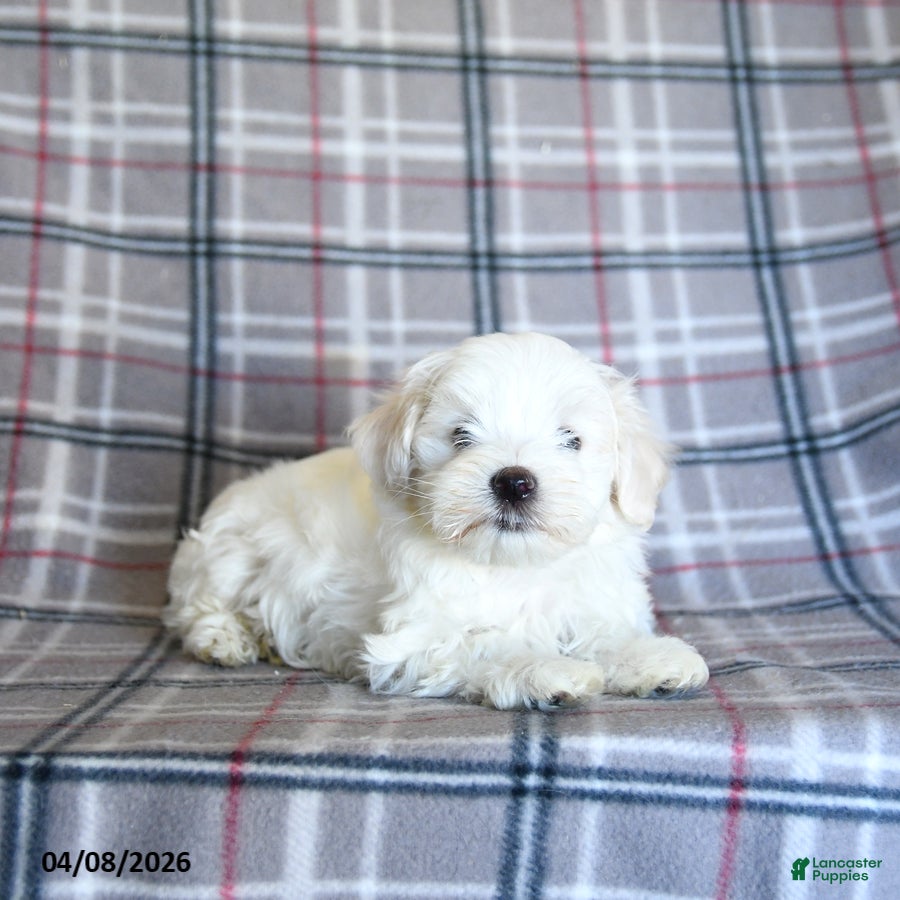 Maltese dogs Sammy - Ad 2
