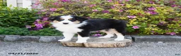 Miniature Australian Shepherd dogs for sale: Sage - Ad 4
