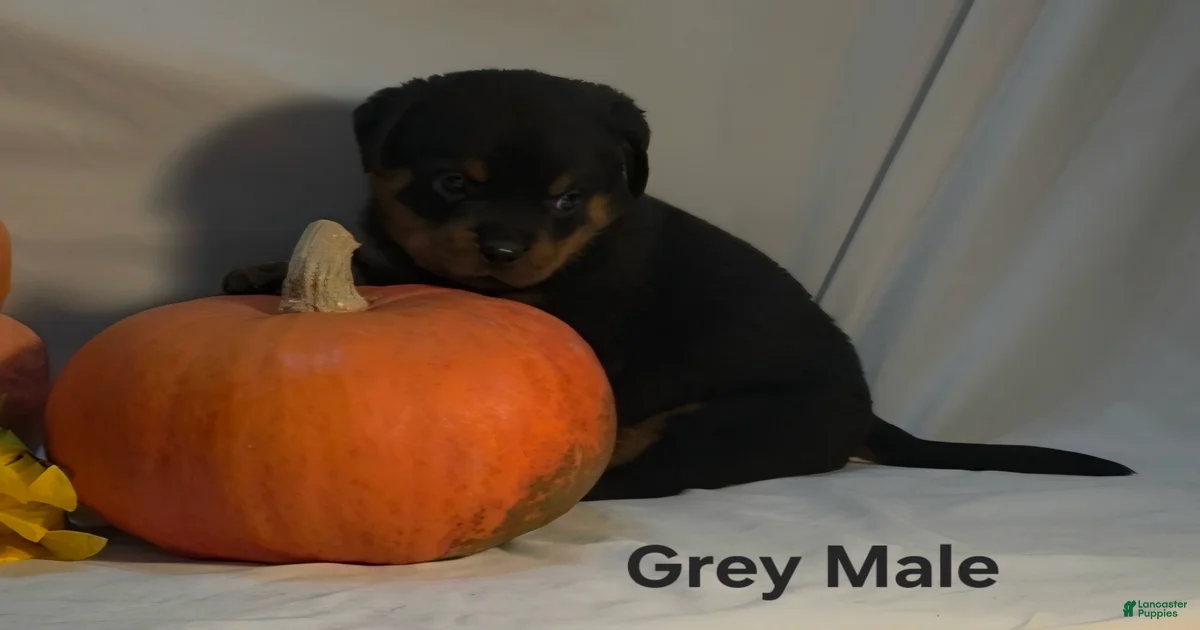 Rottweiler Puppies for sale in Raleigh, North Carolina | Lancaster Puppies