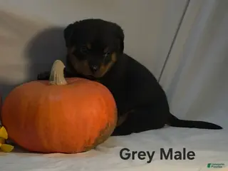 Rottweiler dogs Grey - Ad 1