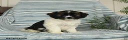 Shihpoo dogs for sale: Starburst - Ad 1