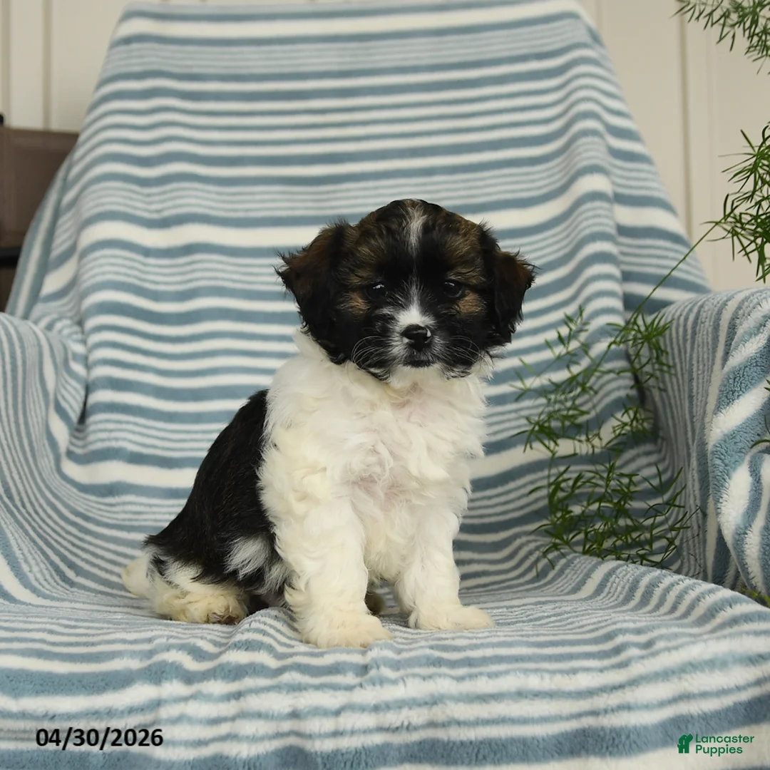 Shihpoo dogs for sale: Starburst - Ad 1