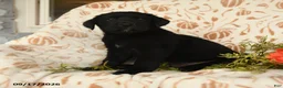 Labrador Retriever dogs for sale: Maxwell - Ad 3