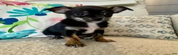 Chihuahua dogs for sale: Tito - Ad 3