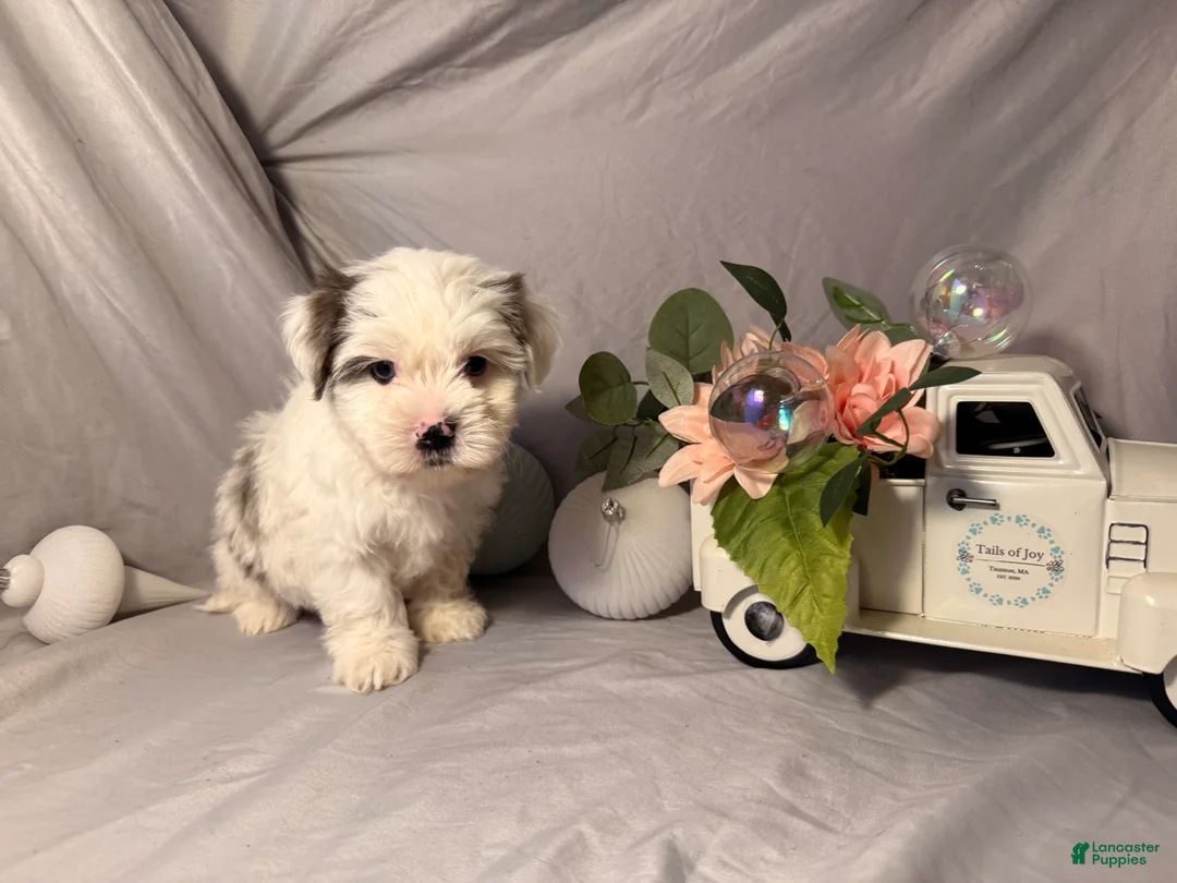 Yorkshire Terrier dogs for sale: Monte - Ad 2