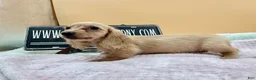 Miniature Dachshund dogs for sale: South African AKC  - Ad 6